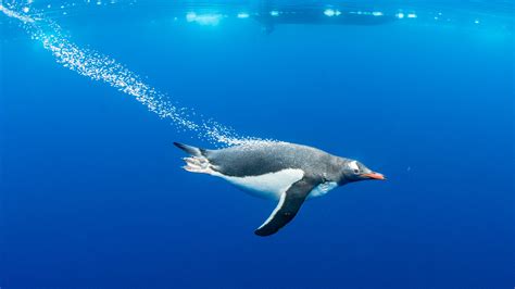 how fast does a penguin swim? the silent glider of the Antarctic